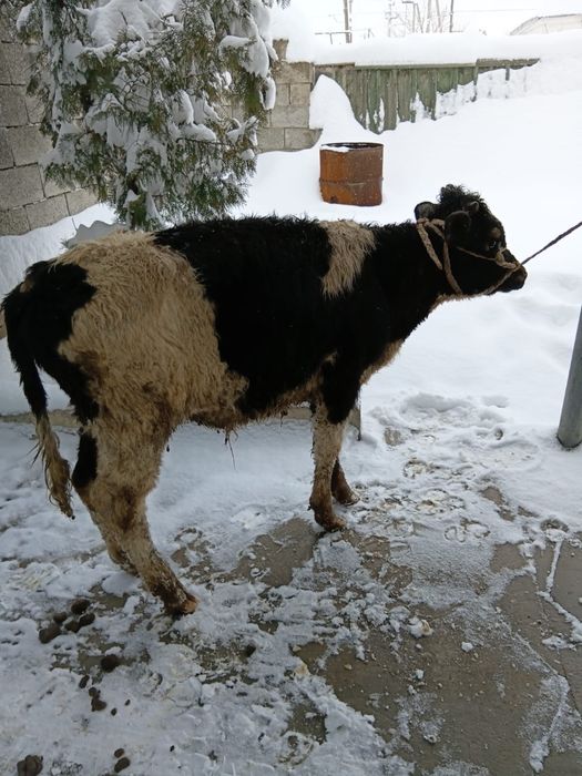 Продам бычка. Бұқа сатылады