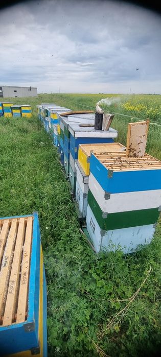 Miere de albine direct de la producator