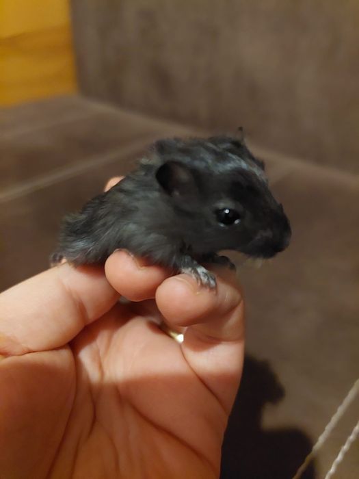 Gerbil pui adoptie