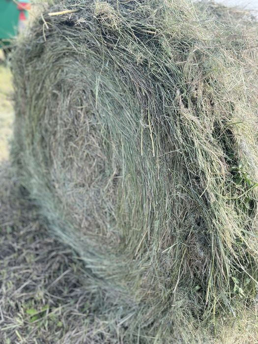 Продам сено луговое разнотравие.