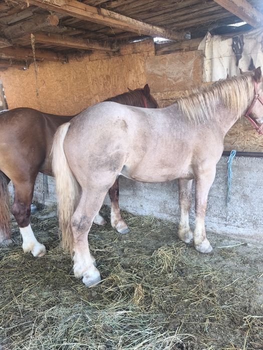 Vând doi cârlani de rasa și doua iepe