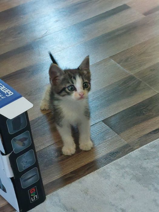 Подаряваме  котенца