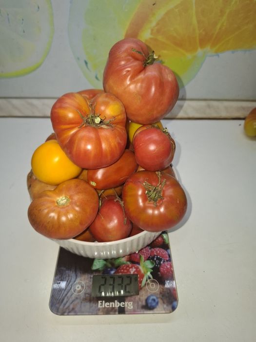 Продам дачные помидоры