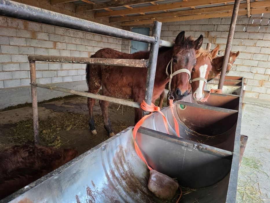 Биылғы жабағилер