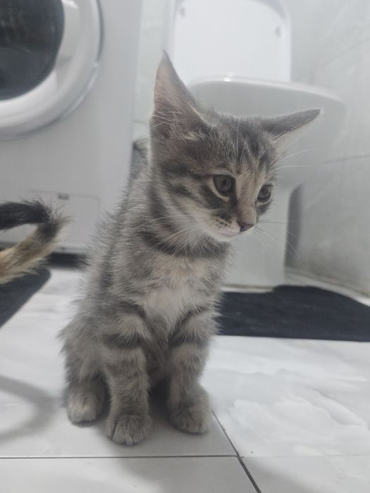Отдам котят в добрые руки