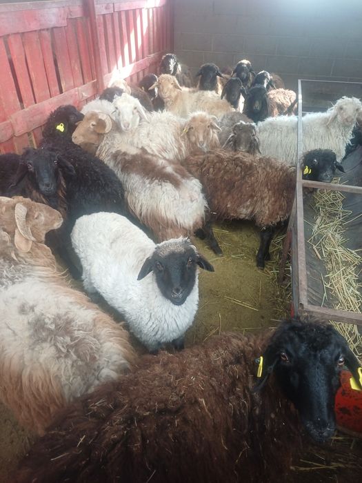 Токтылар сатылады