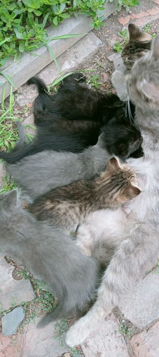 Отдам котят в добрые руки