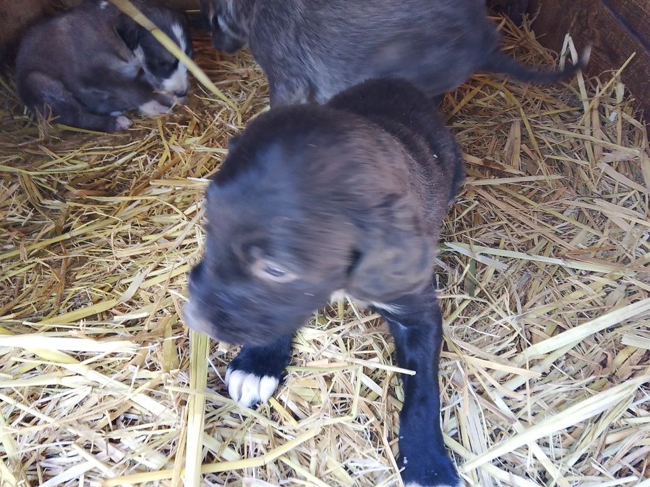 Продаются щенки породы тазы