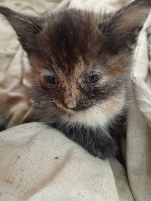 Котята полтора месяца