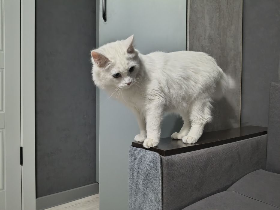 Отдам кота в хорошие руки ,