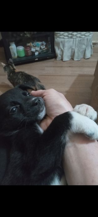 Подарю красивых щенков.