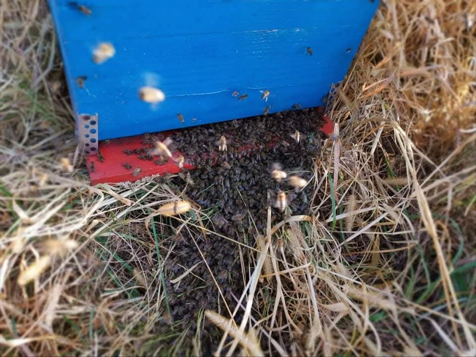 Vând familii de albine la alegere – 50 lei/rama