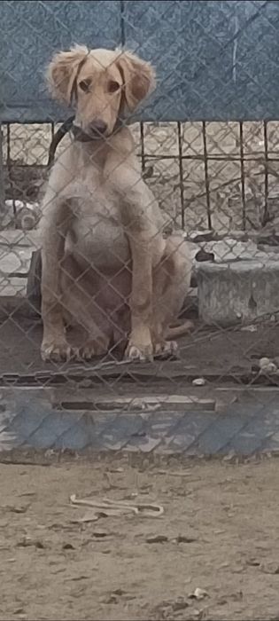 Қазақы құмай тазы сатылады