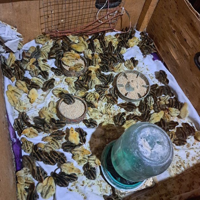 Бөдене балапандар сатылады 170 тг