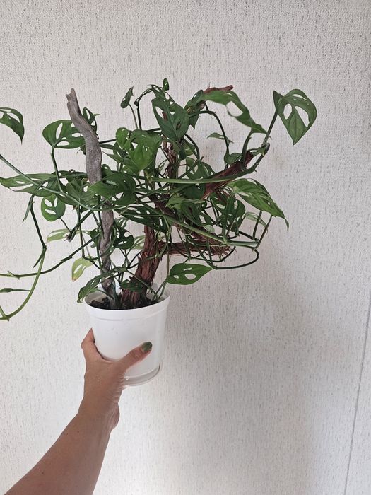 Продам монстеру манки