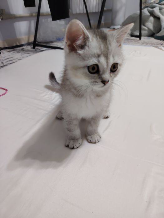 Британская короткошерстная