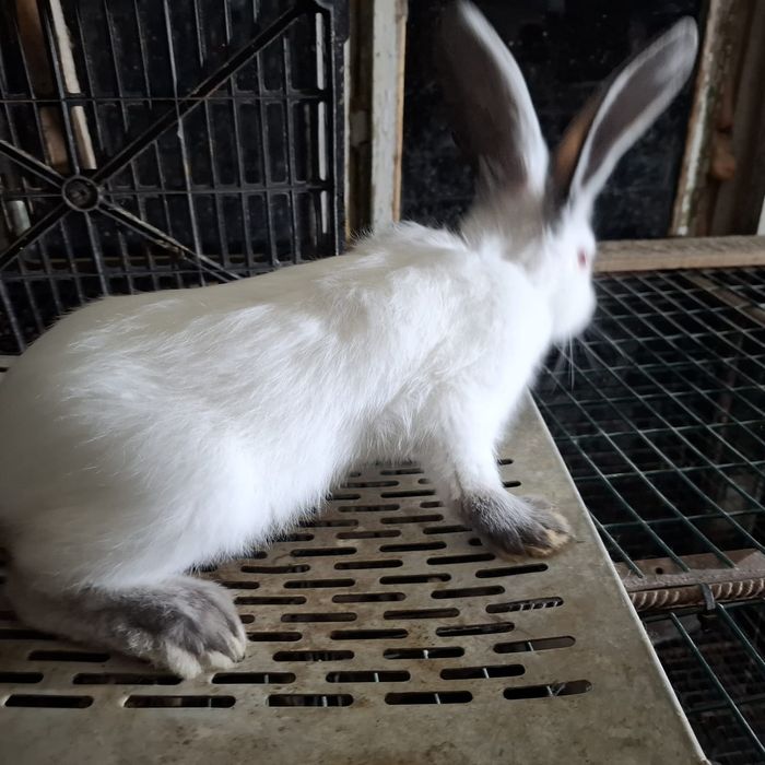 Vând masculi (pui) Uriaş de Transilvania