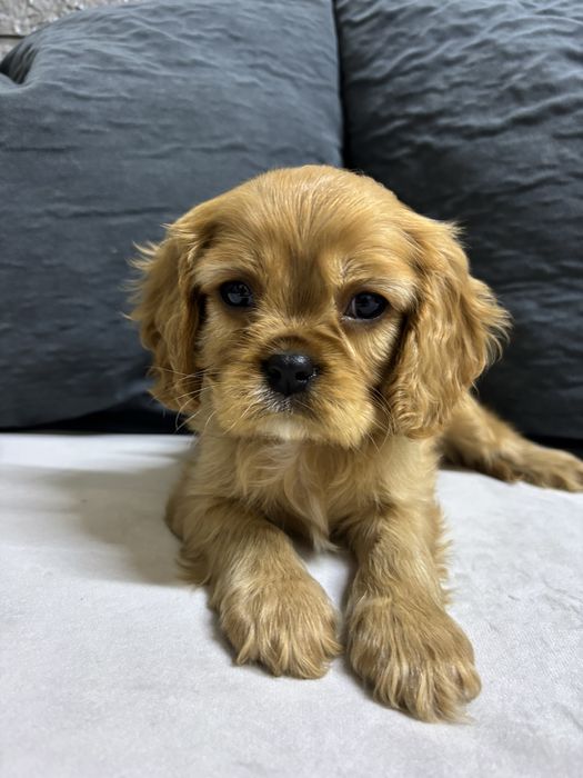 Продаються щенки Кавалер кинг чарльз спаниель