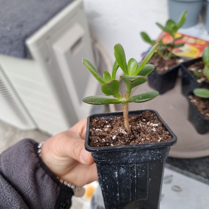 Crassula ovata pomul cu bani