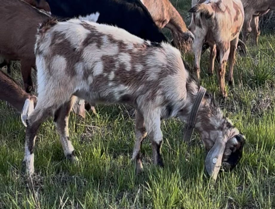 Iedut din mama buna de lapte