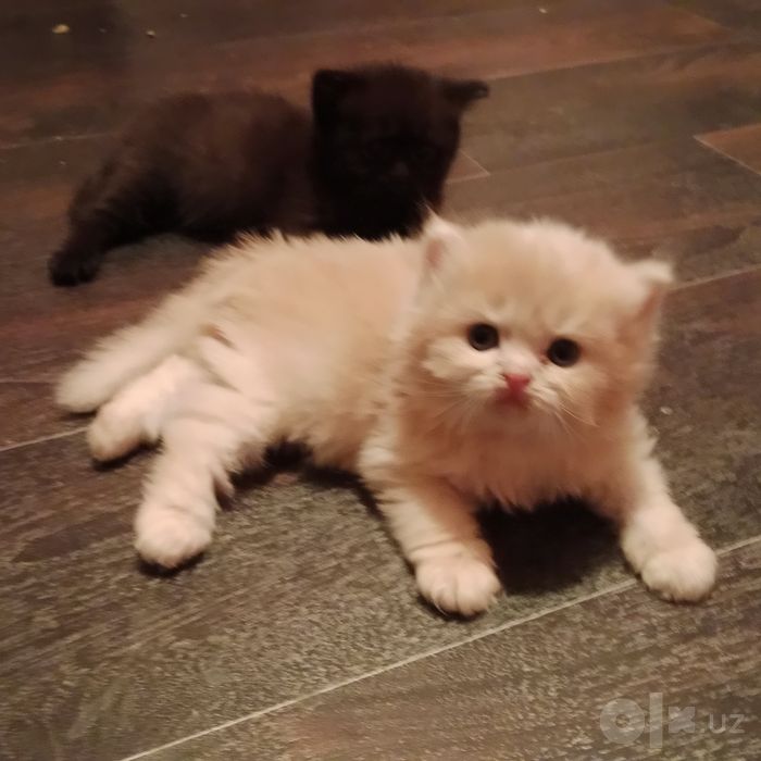 Котята  Шотланские мальчики и девочки