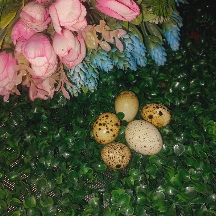 Инкубационные яйца перепелок. Мясные и яйцаноские породы