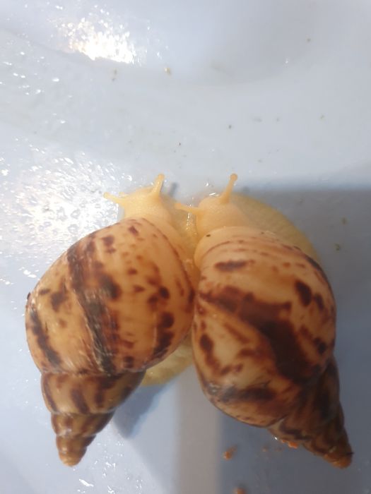 Анасы қызының жыныстық қатынасқа түскенін байқап, оған қосылуға шешім қабылдады