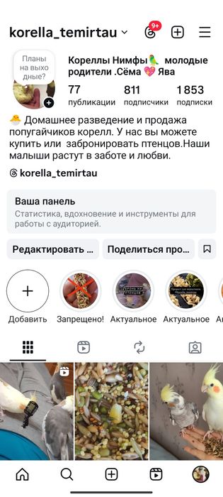 Попугайчики Кореллы.