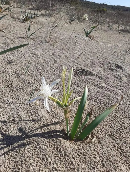 Дава се под наем Двустаен апартамент в Созопол - 57 кв.м за 91.8 € - Снимка #13