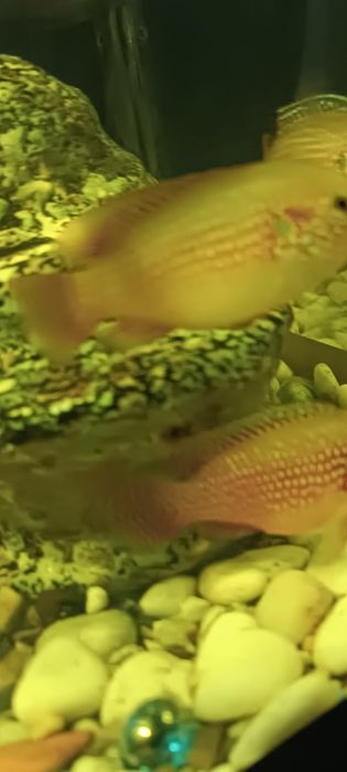 Хромис красавчик