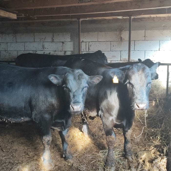 Văd tauri angus cu origine