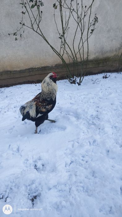 am 5 cocosi australop si 1  de araucana.