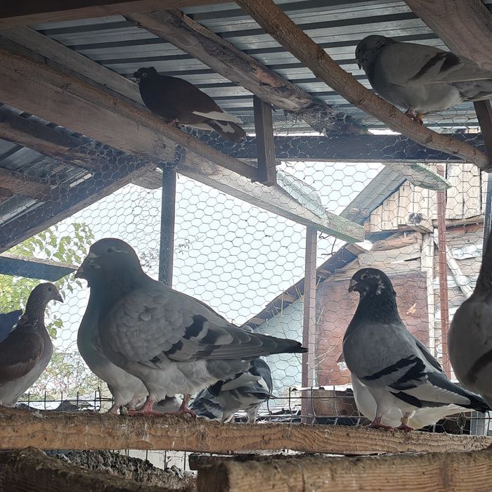 Vând porumbei înfoiați și standard