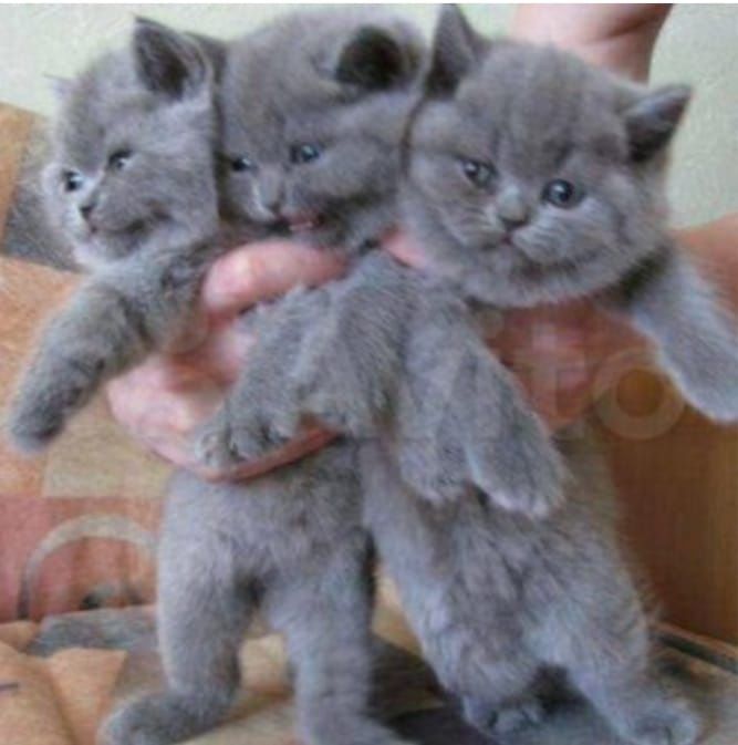 Британские котята