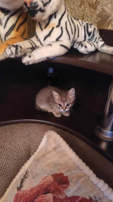 Крысоловы ищут дом