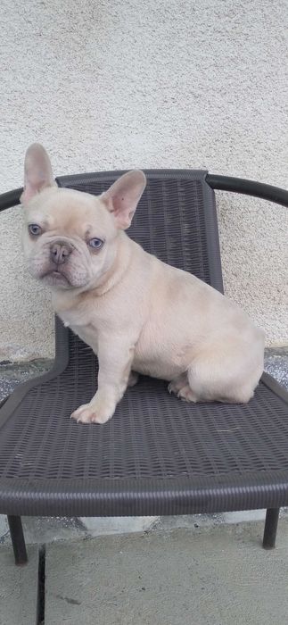 Mascul bulldog francez cu ochi albastri