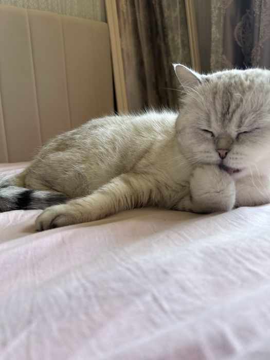 Котик ищет любящую семью