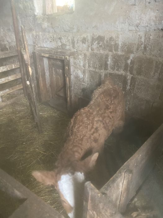 Vand vitei , 2 masculi , 2 femele