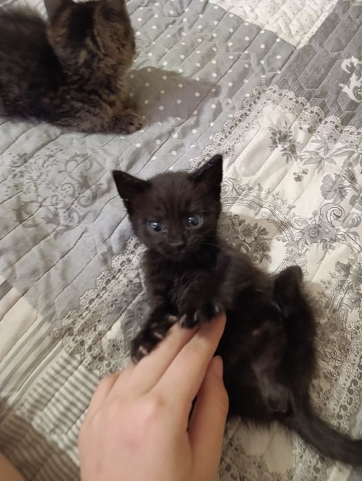 Отдаю котят в хорошие руки