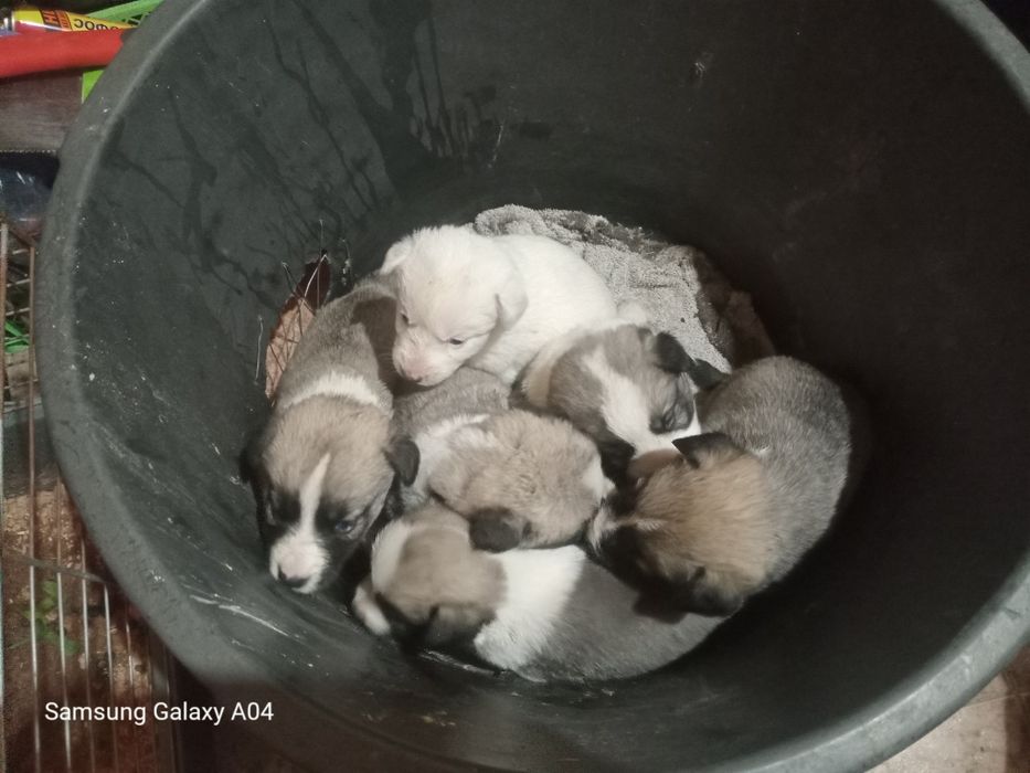 Продам шенят аллабая