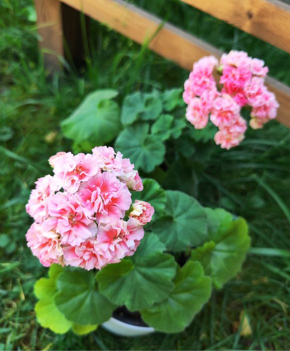 Герань «Десерт моти»