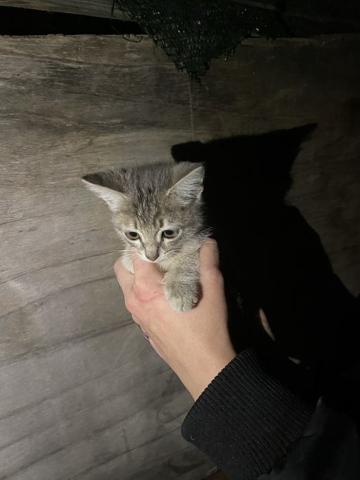 отдам в добрые руки