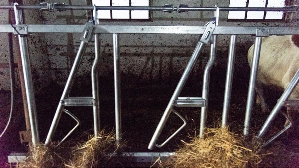 Front de Furajare Bovine