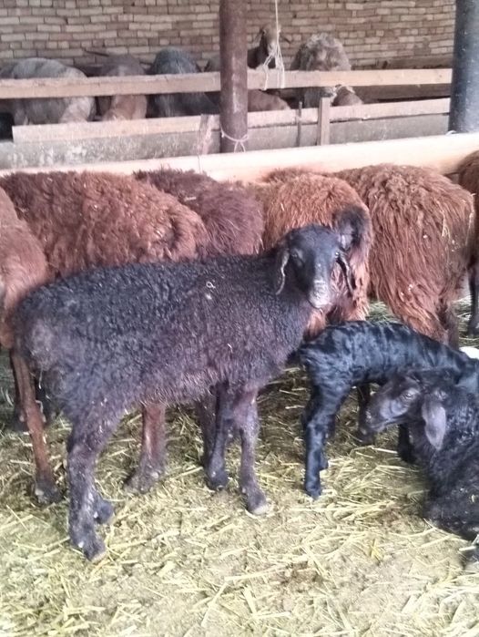 Козылы койлар сатылады