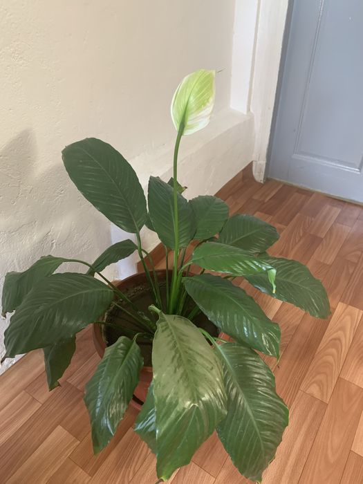 Домашние растения