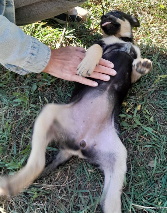 Отдам щенка в добрые руки