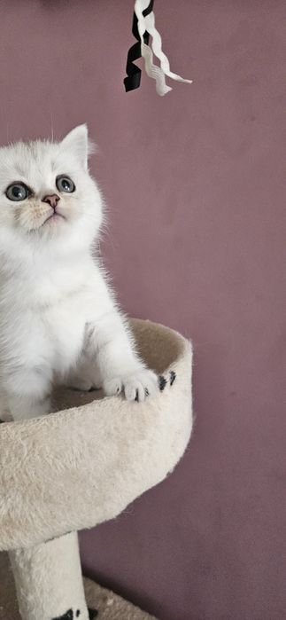 Шотландски котенца