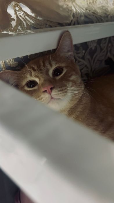 Рыжий активный кот ищет хозяина