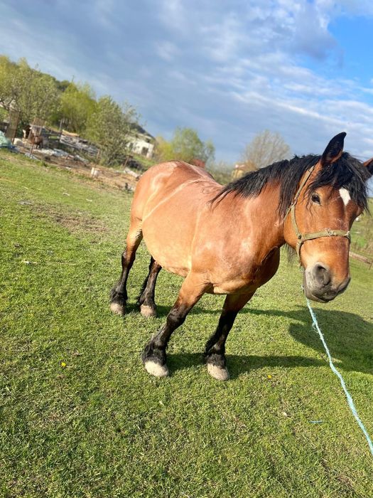 Vând iapă gestantă de 8 pe 9 ani