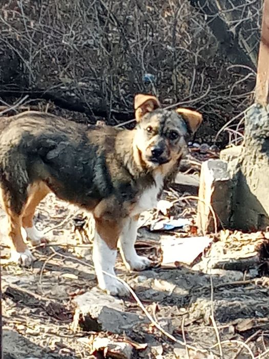 Отдам в хорошие руки